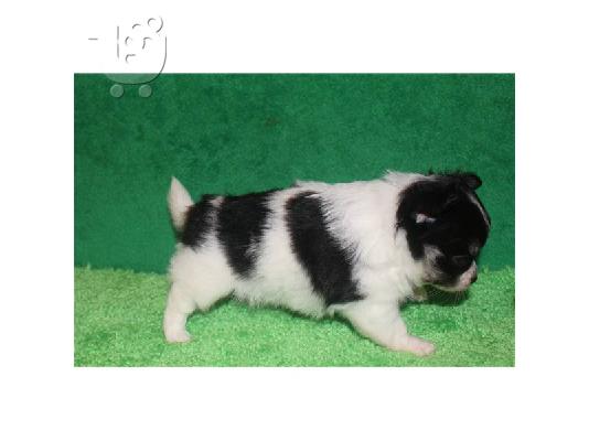ΚΑΛΑΙΣΘΗΤΟ PUPPY CHIHUAHUA για υιοθεσία